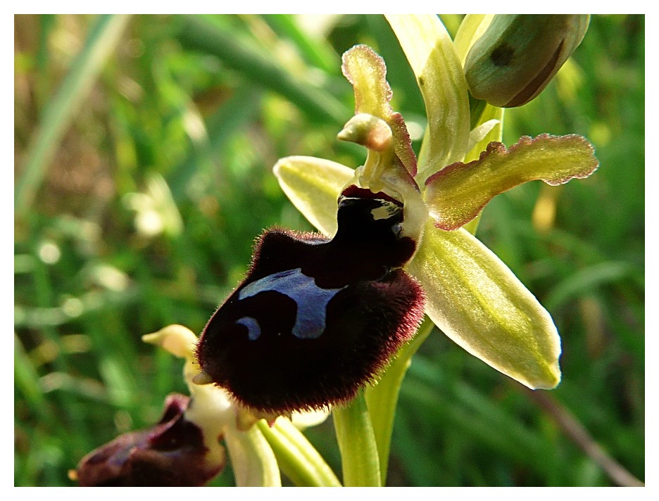 Ophrys bertoloniiformis x O. tenthredinifera